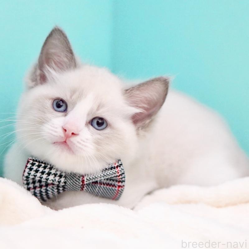 商談中の東京都のラグドール-135223の9枚目