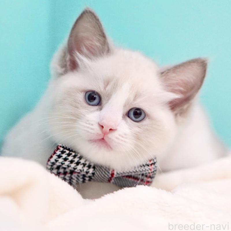 商談中の東京都のラグドール-135223の8枚目