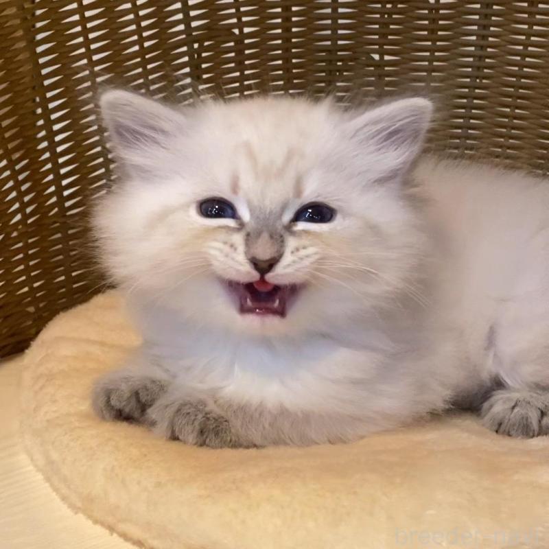 成約済の北海道のサイベリアン-136861の5枚目