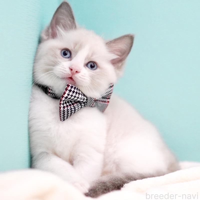 商談中の東京都のラグドール-135223の7枚目