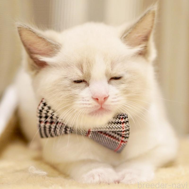 商談中の東京都のラグドール-135223の6枚目