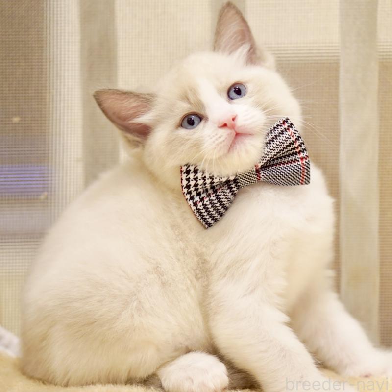 商談中の東京都のラグドール-135223の5枚目