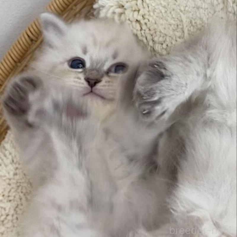 成約済の北海道のサイベリアン-136861の4枚目