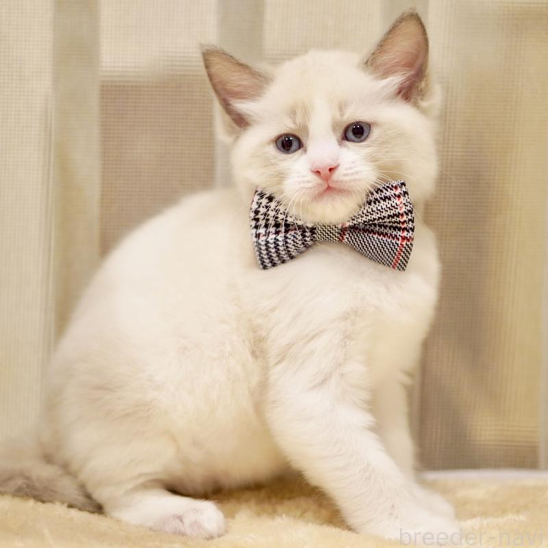 商談中の東京都のラグドール-135223の4枚目