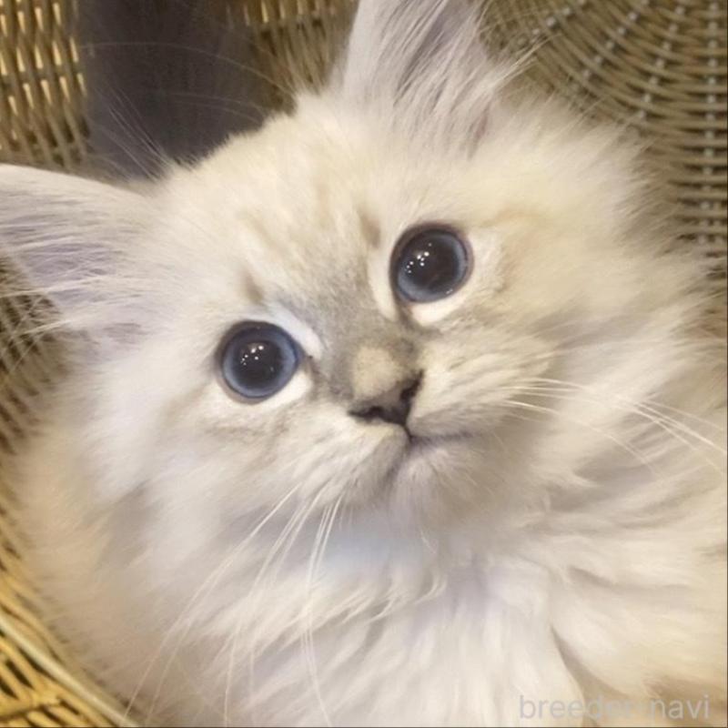 成約済の北海道のサイベリアン-136861の1枚目