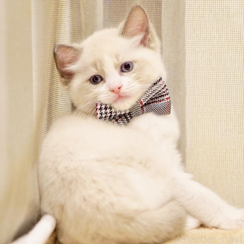 商談中の東京都のラグドール-135223の3枚目