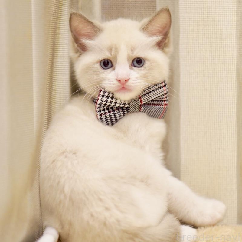 商談中の東京都のラグドール-135223の2枚目