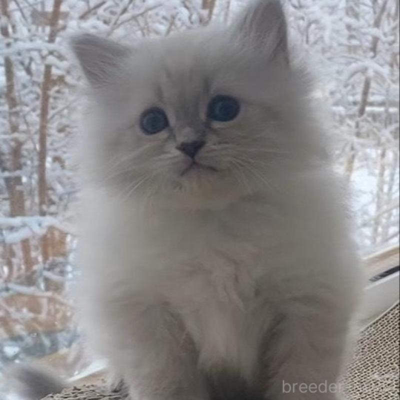 成約済の北海道のサイベリアン-136861の2枚目