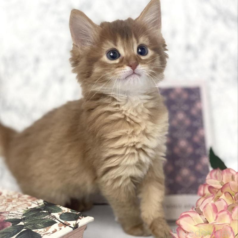 販売中の兵庫県のソマリ-136862