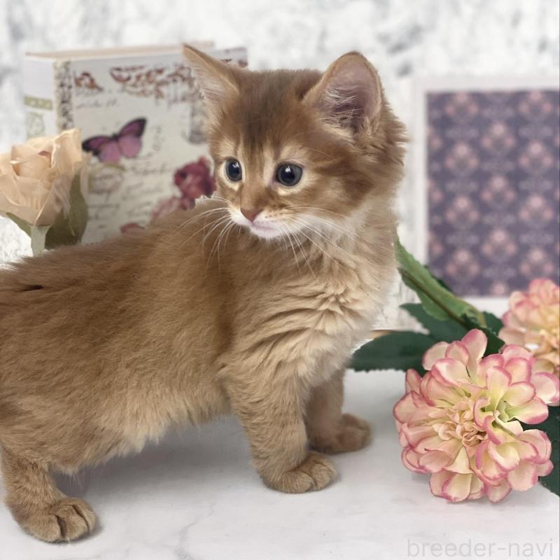 販売中の兵庫県のソマリ-136862の5枚目