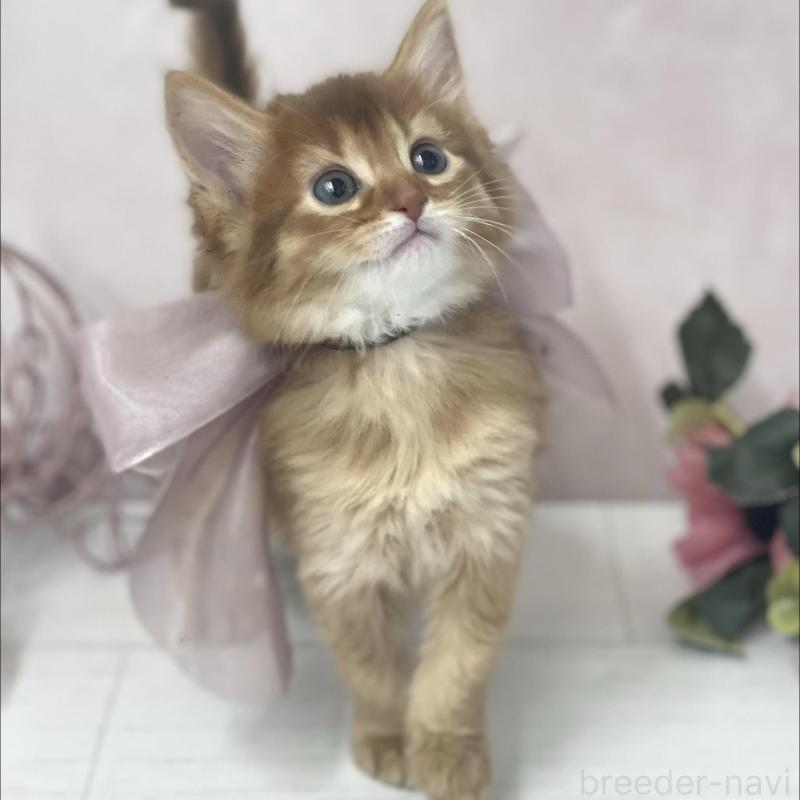 販売中の兵庫県のソマリ-136862の4枚目