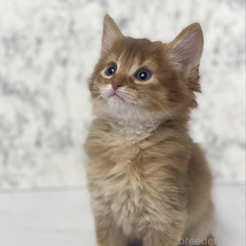 販売中の兵庫県のソマリ-136862の3枚目