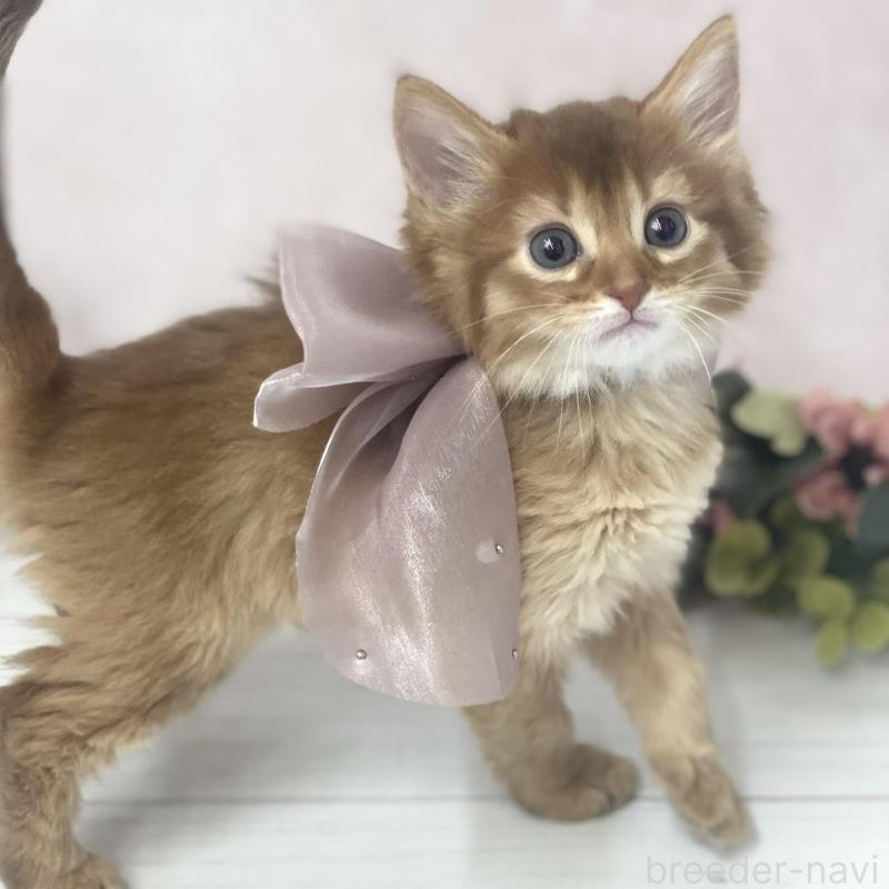 販売中の兵庫県のソマリ-136862の2枚目