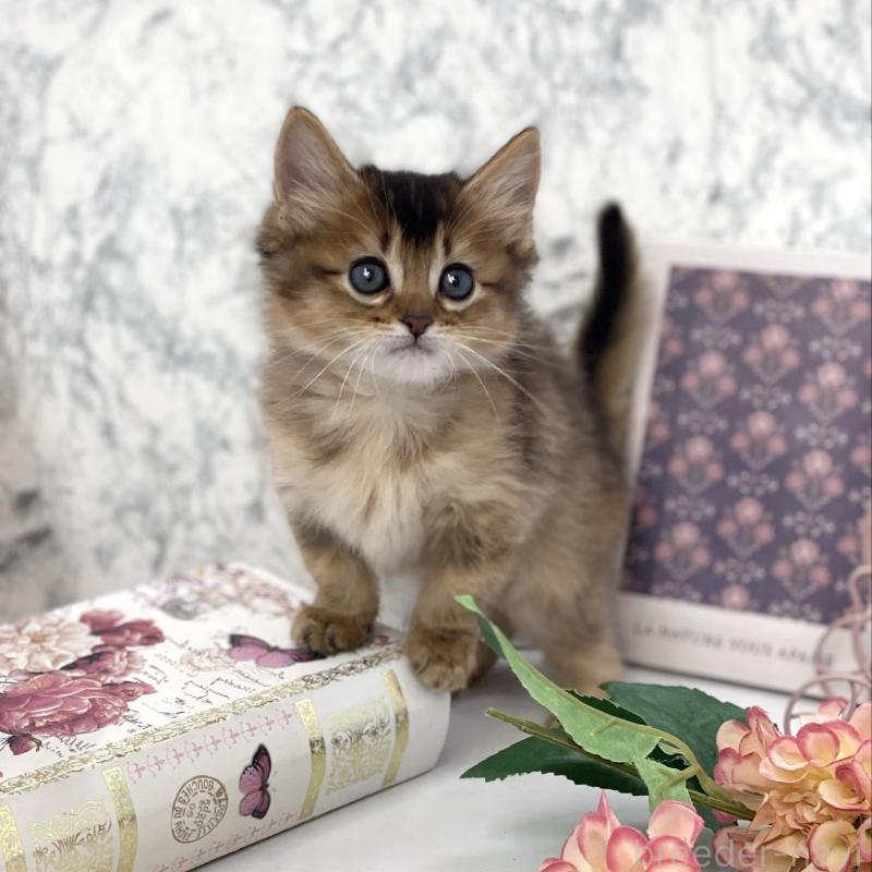 販売中の兵庫県のソマリ-136863