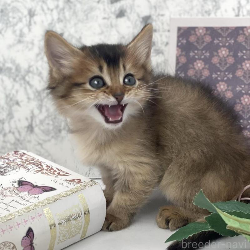 販売中の兵庫県のソマリ-136863の4枚目