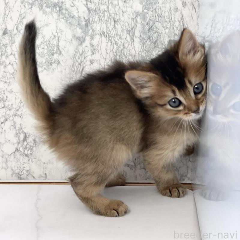 販売中の兵庫県のソマリ-136863の3枚目