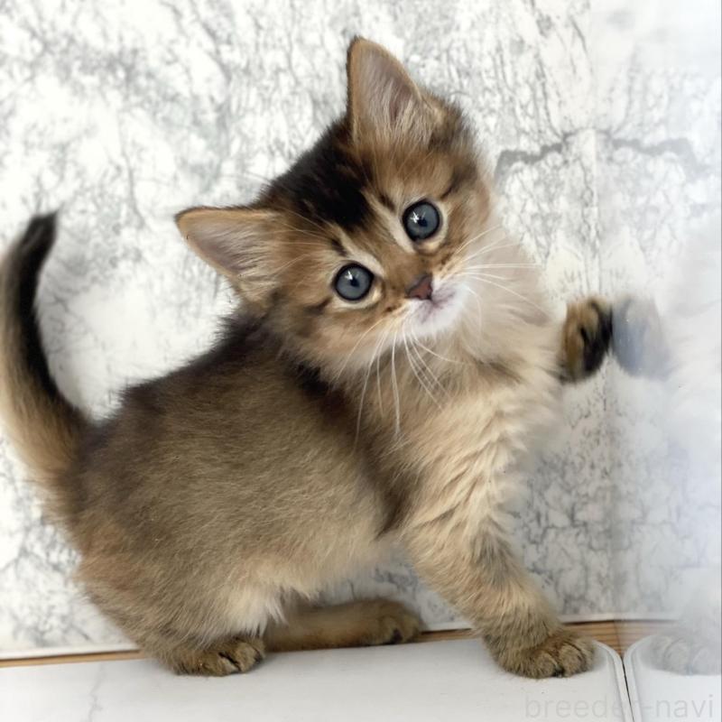 販売中の兵庫県のソマリ-136863の2枚目