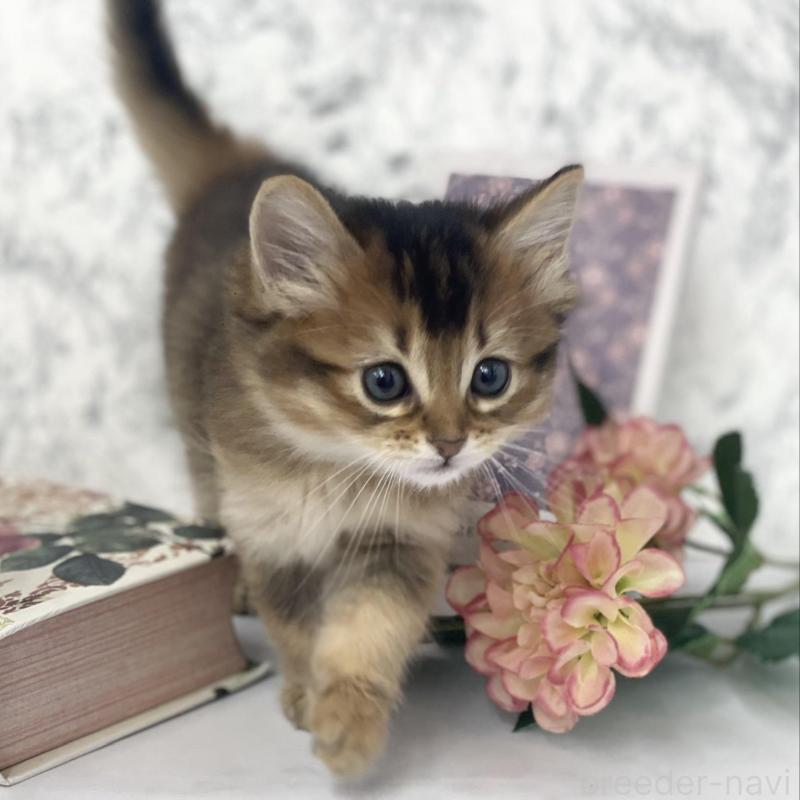 販売中の兵庫県のソマリ-136864の5枚目