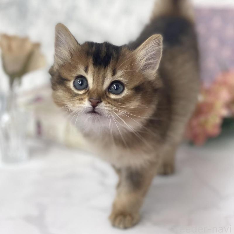 販売中の兵庫県のソマリ-136864の3枚目