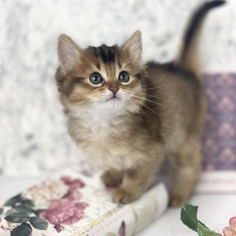 販売中の兵庫県のソマリ-136864の1枚目