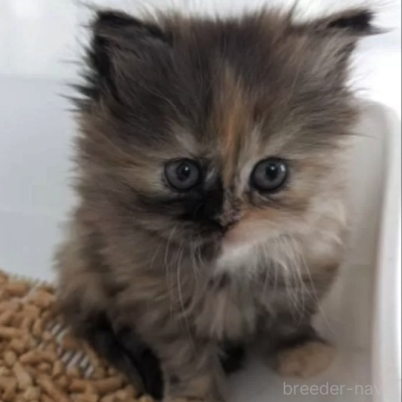 販売中の栃木県のミヌエット-136865の2枚目