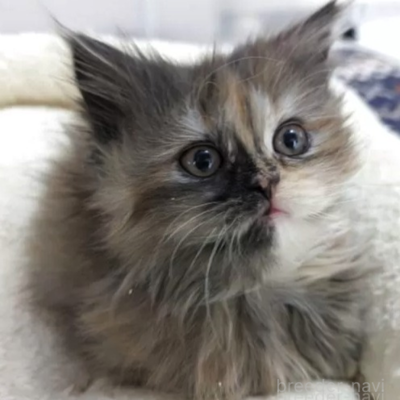 販売中の栃木県のミヌエット-136865の1枚目