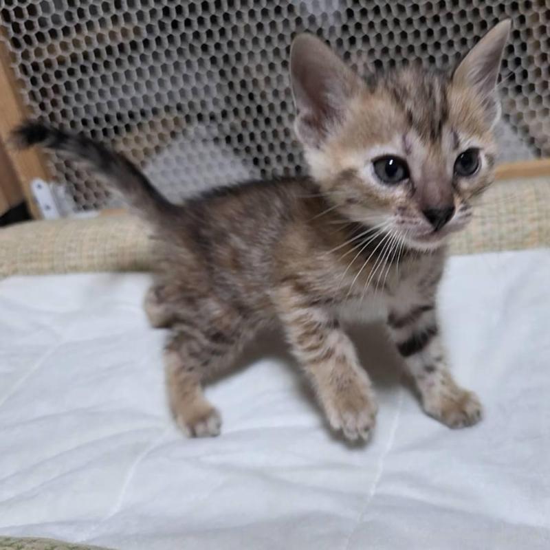 販売中の神奈川県のベンガル-136866の10枚目