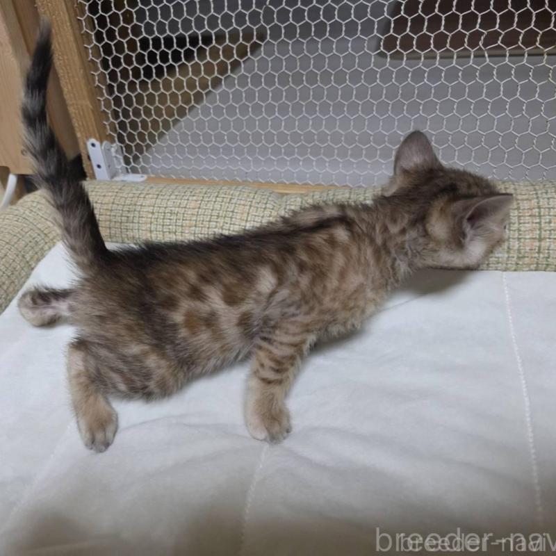 販売中の神奈川県のベンガル-136866の9枚目