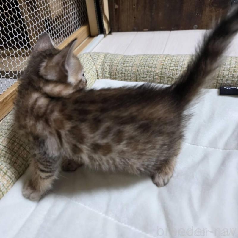 販売中の神奈川県のベンガル-136866の8枚目