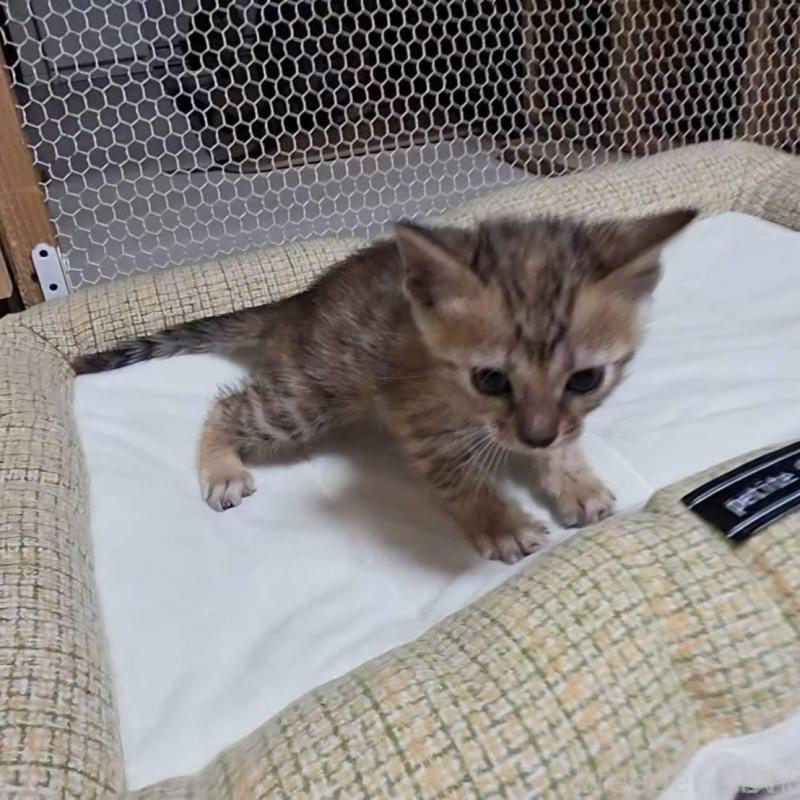 販売中の神奈川県のベンガル-136866の7枚目