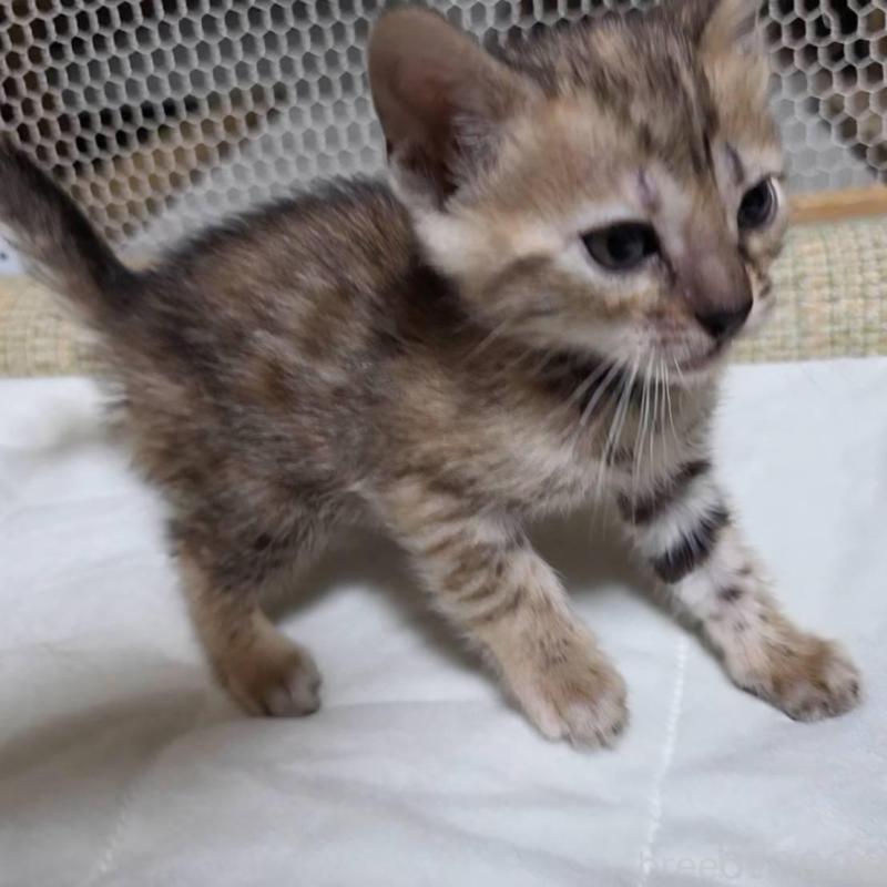 販売中の神奈川県のベンガル-136866の6枚目