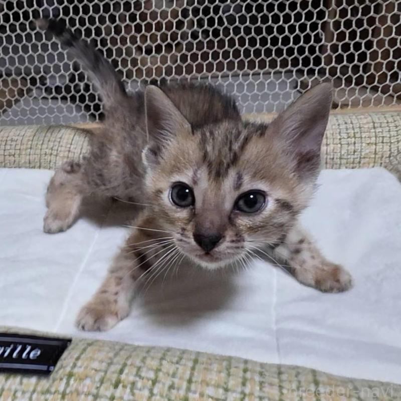 販売中の神奈川県のベンガル-136866の5枚目