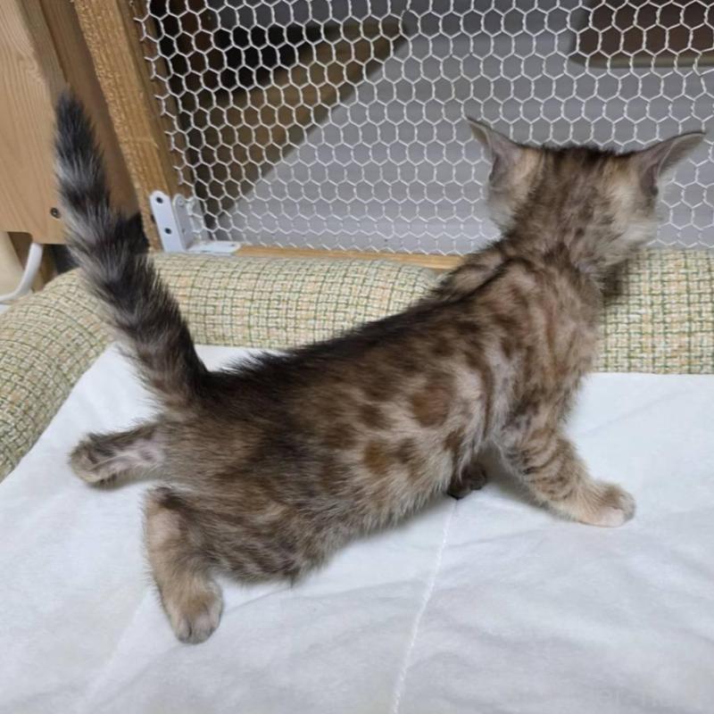 販売中の神奈川県のベンガル-136866の4枚目