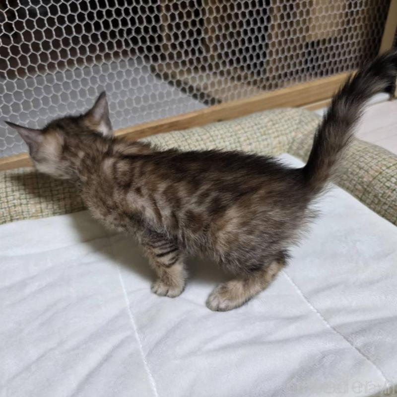 販売中の神奈川県のベンガル-136866の3枚目