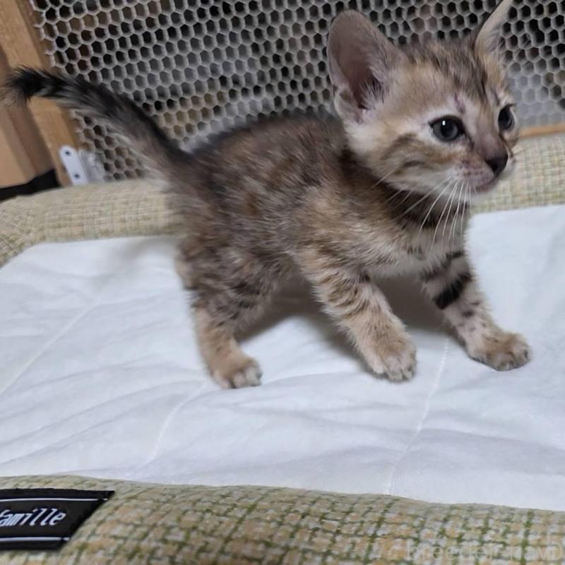 販売中の神奈川県のベンガル-136866の2枚目