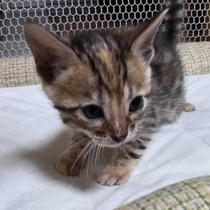 販売中の神奈川県のベンガル-136867の13枚目