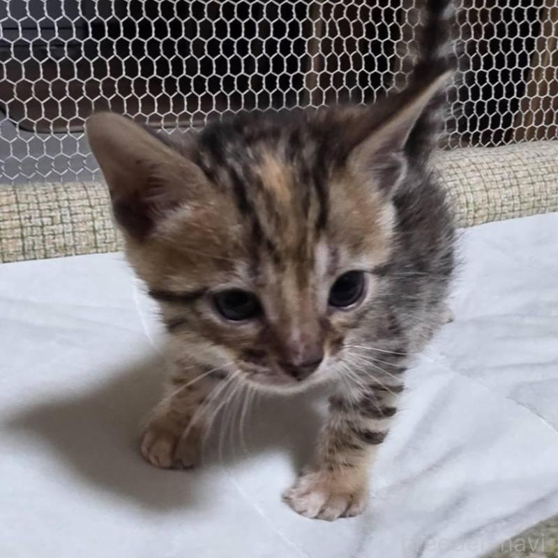 販売中の神奈川県のベンガル-136867の12枚目