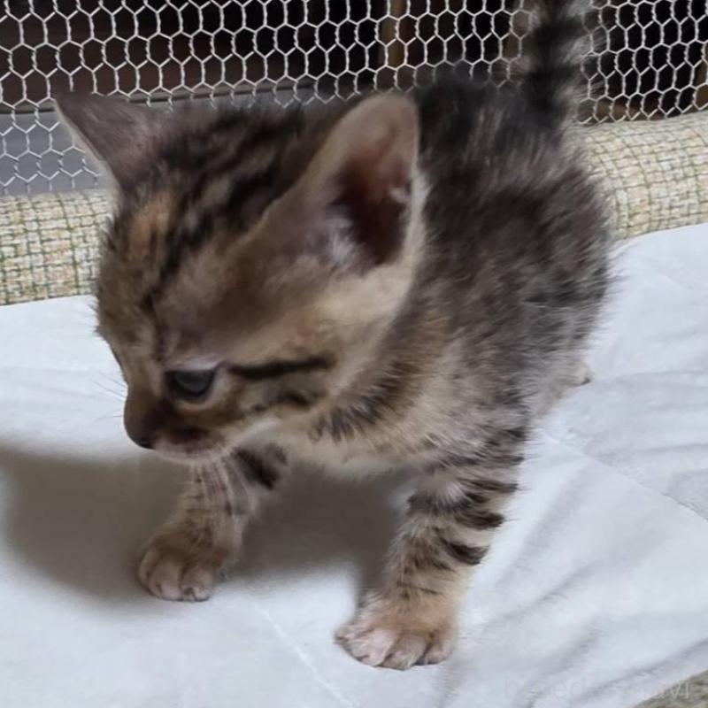 販売中の神奈川県のベンガル-136867の11枚目