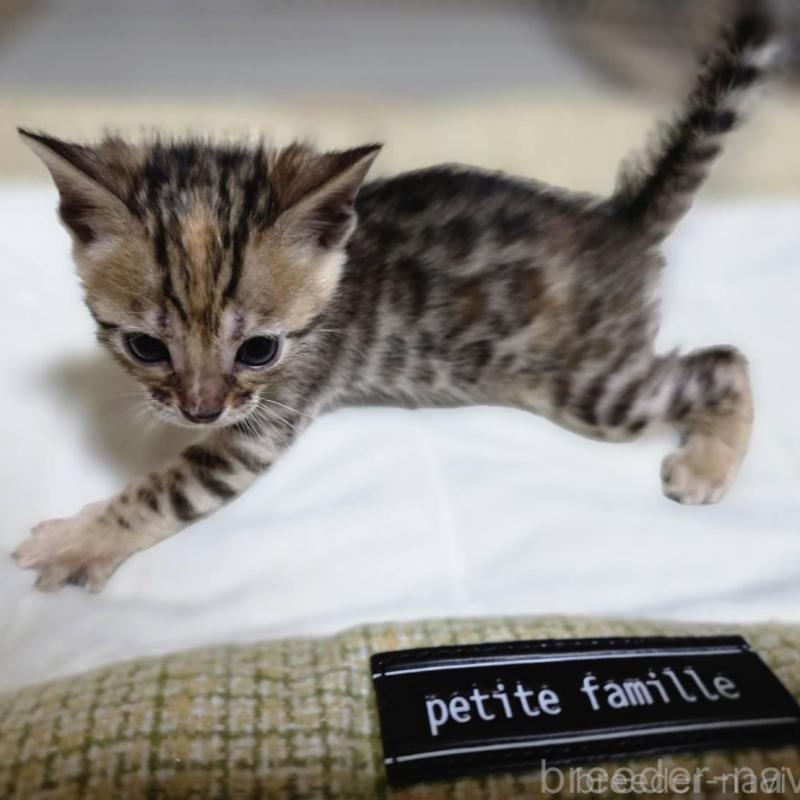 販売中の神奈川県のベンガル-136867の10枚目