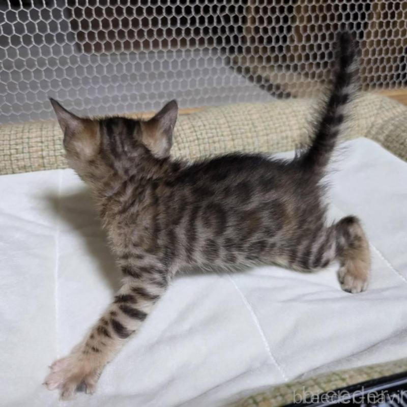 販売中の神奈川県のベンガル-136867の9枚目