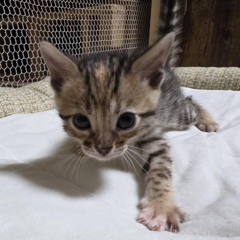 販売中の神奈川県のベンガル-136867の8枚目