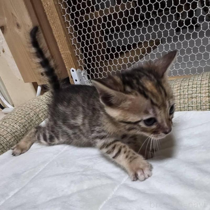 販売中の神奈川県のベンガル-136867の7枚目