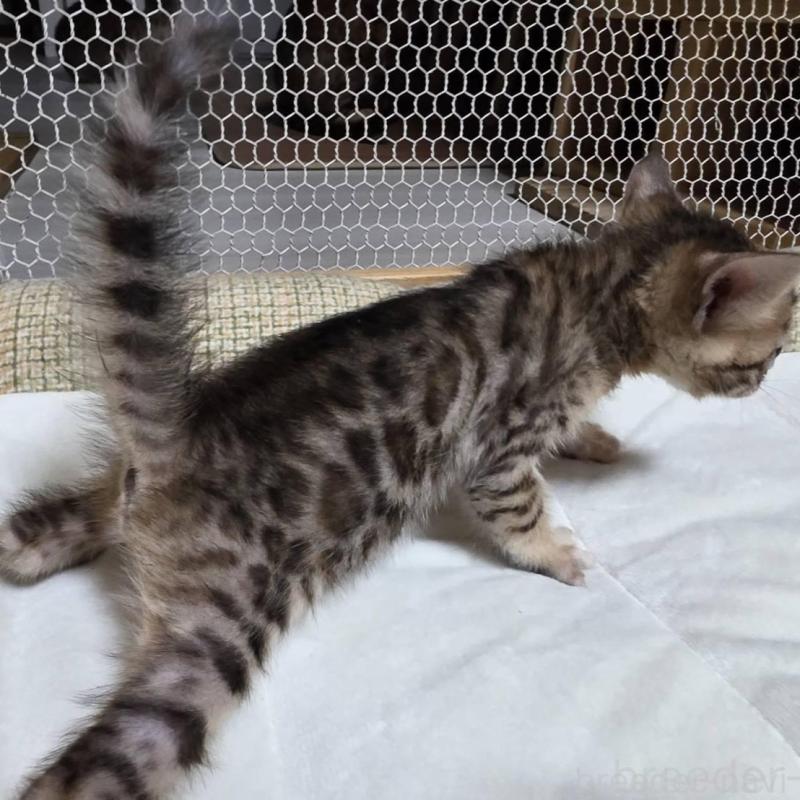 販売中の神奈川県のベンガル-136867の4枚目