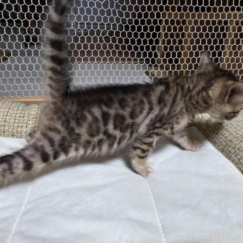 販売中の神奈川県のベンガル-136867の3枚目