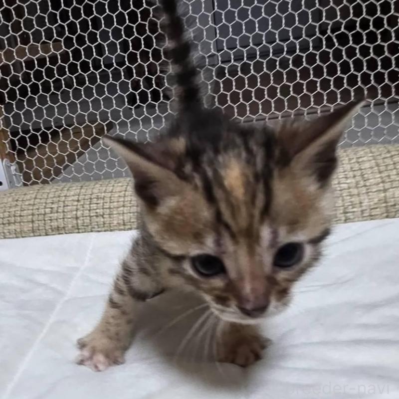 販売中の神奈川県のベンガル-136867の2枚目