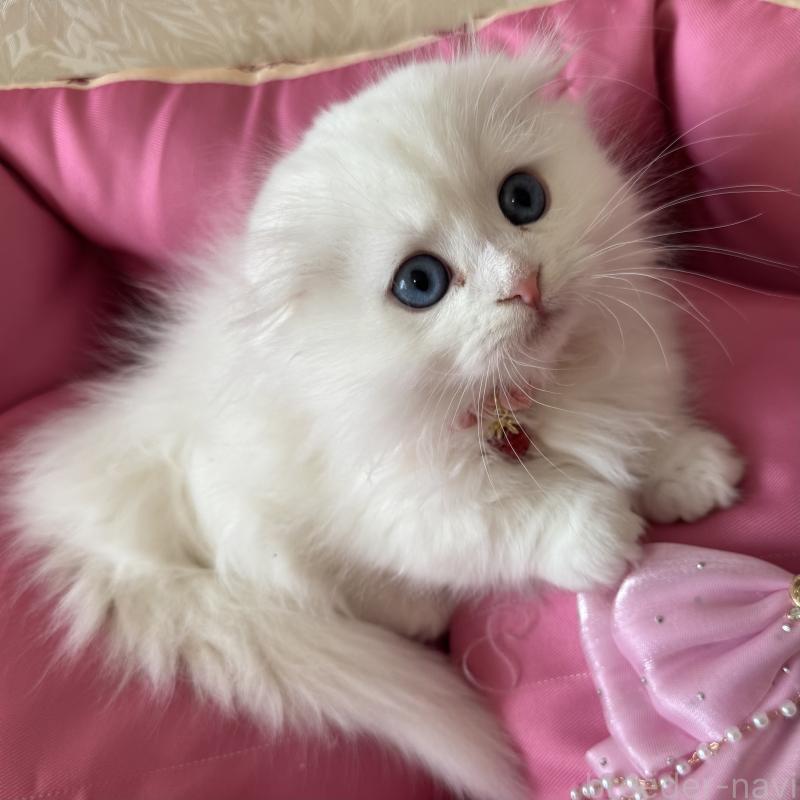 成約済の千葉県のマンチカン(短足)-135249の4枚目