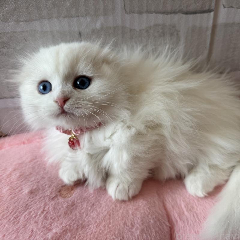 成約済の千葉県のマンチカン(短足)-135249の3枚目