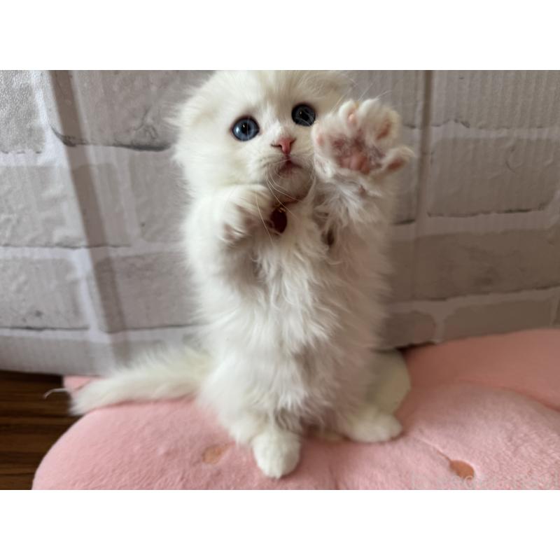 成約済の千葉県のマンチカン(短足)-135249の2枚目