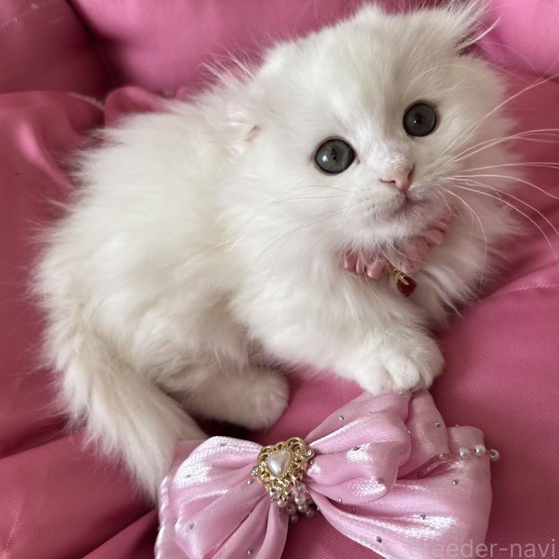 販売中の千葉県のマンチカン(短足)-135185