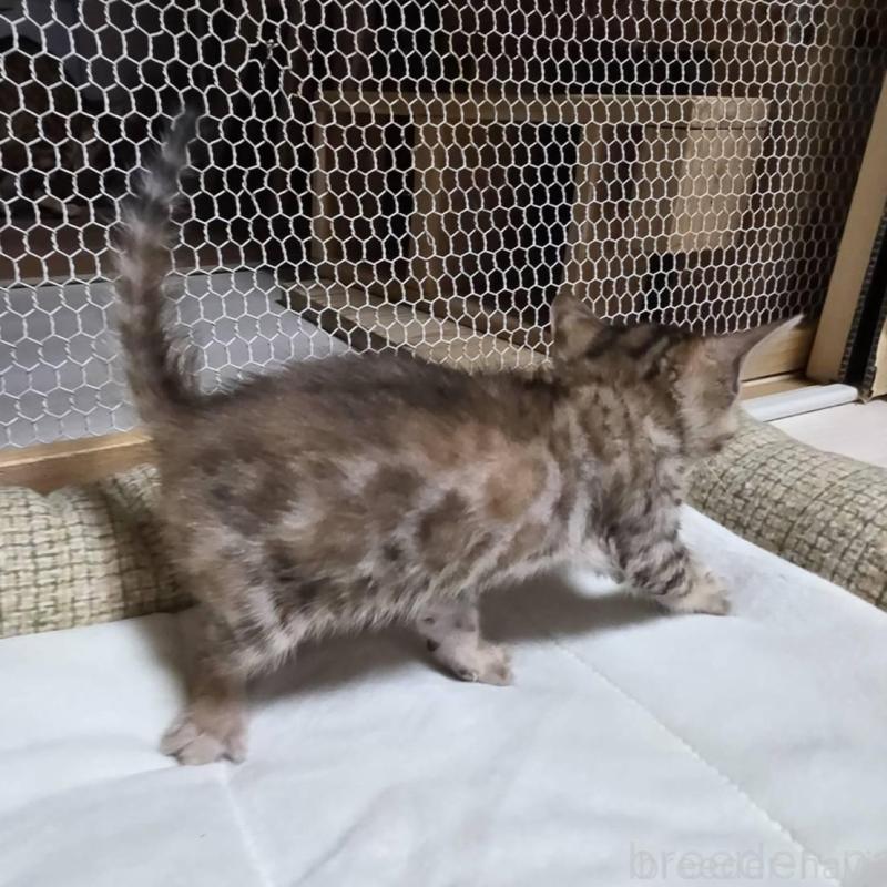 販売中の神奈川県のベンガル-136868の15枚目